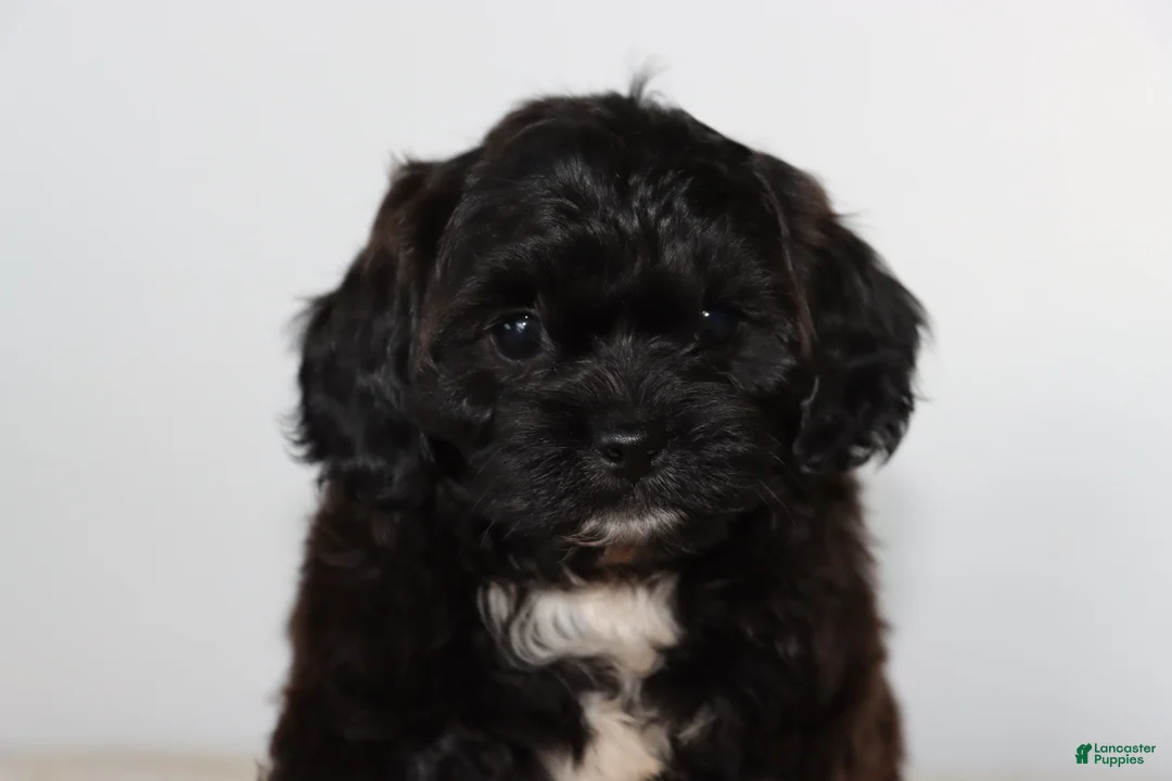 Shihpoo dogs for sale: Dark Chocolate - Ad 2