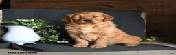 Golden Retriever dogs for sale: Emily - Ad 1