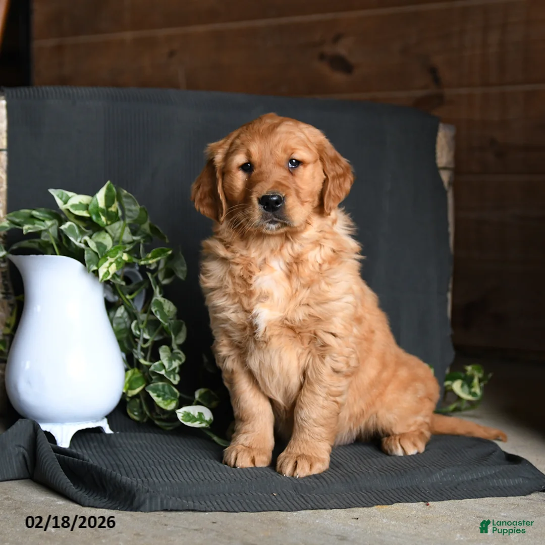 Golden Retriever dogs for sale: Emily - Ad 1