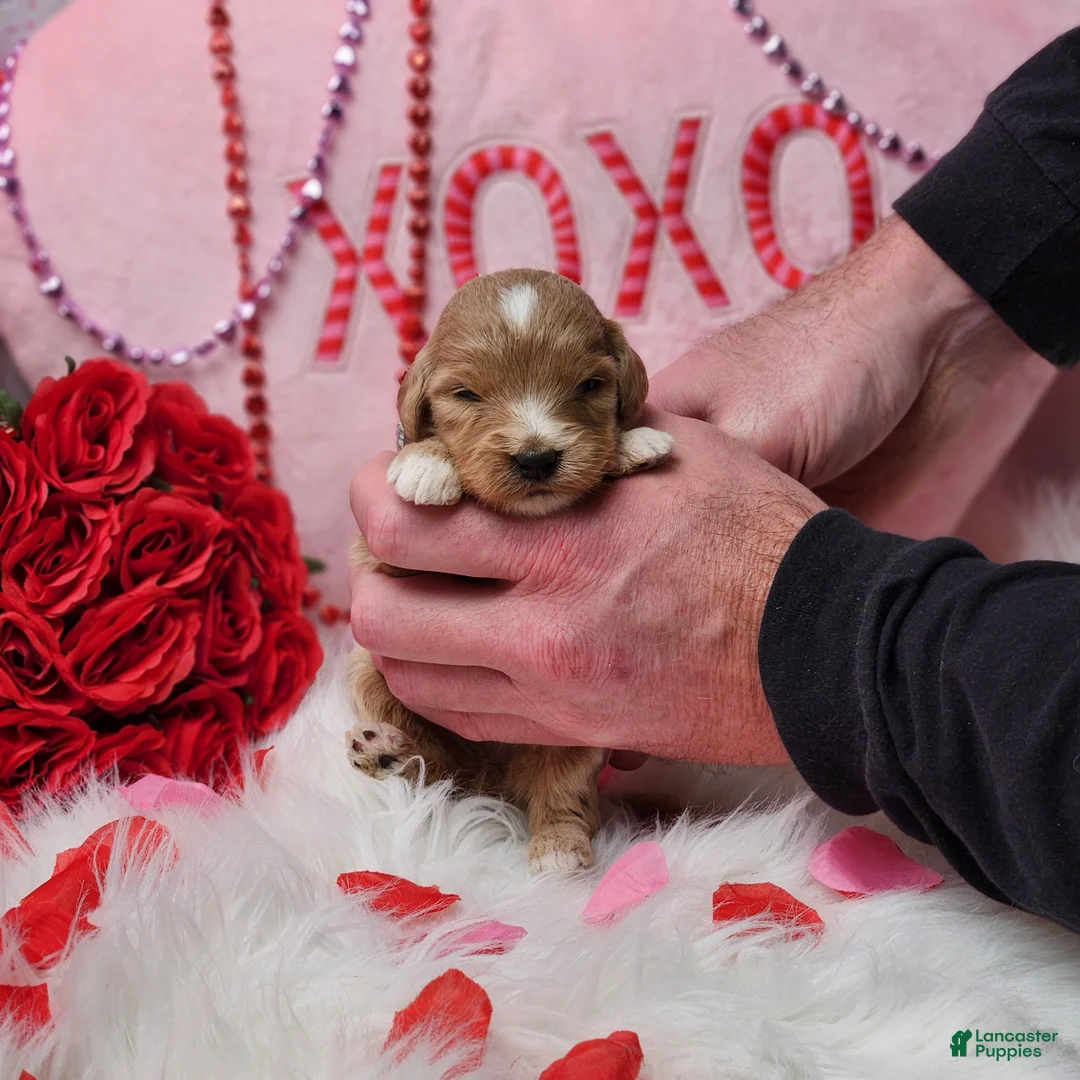 Goldendoodle dogs for sale: Katie - Ad 1