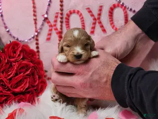 Goldendoodle dogs Katie - Ad 2