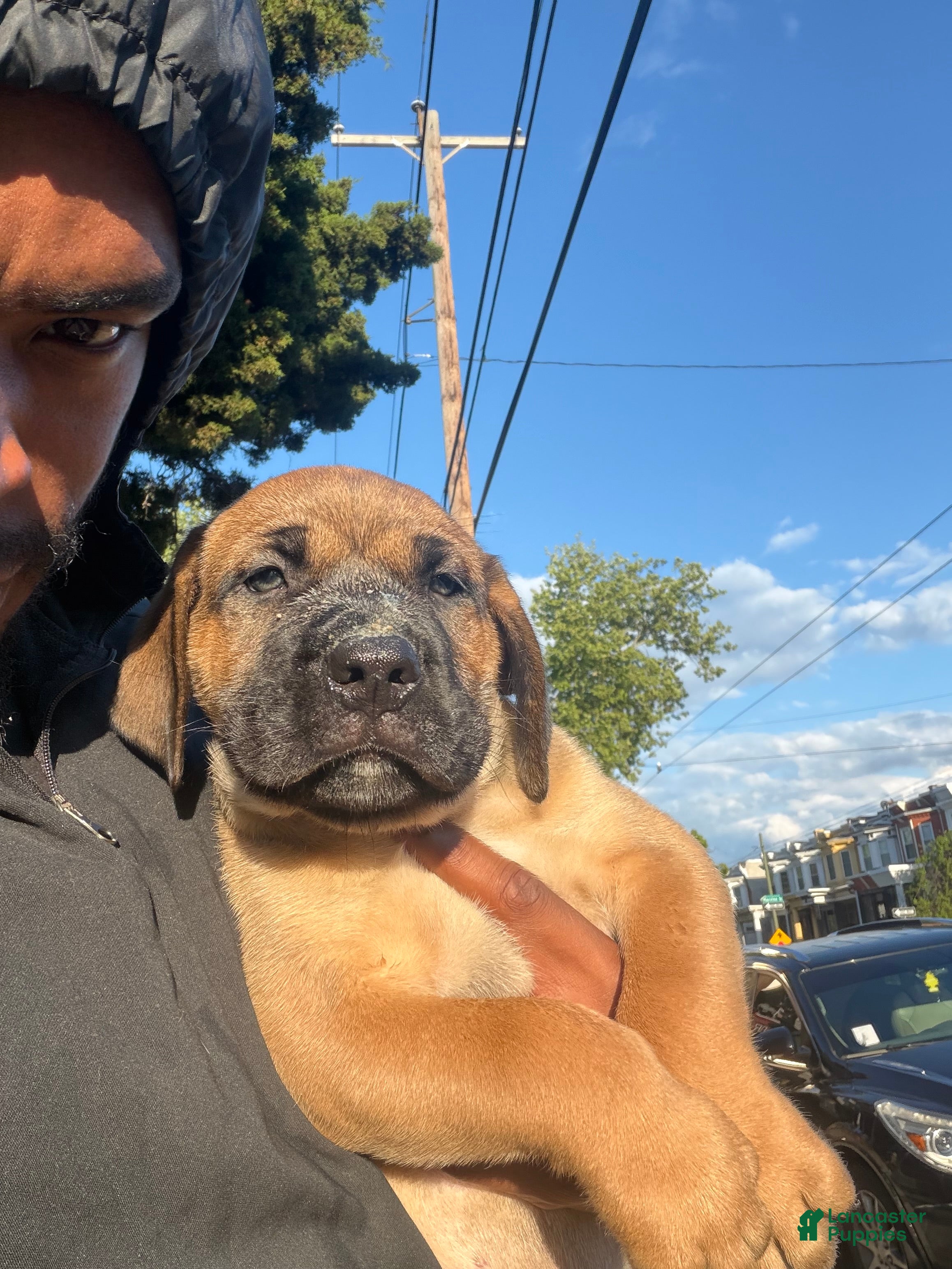 South African Boerboels dogs LGK ASHUR - Ad 3
