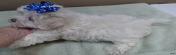 Maltese dogs for sale: Bogie - Ad 11