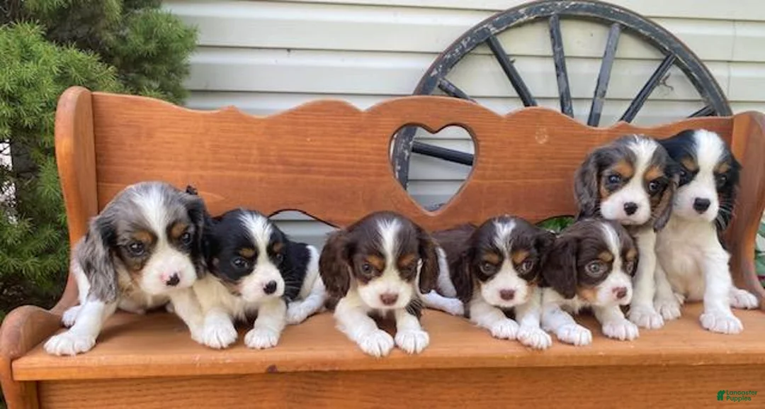 Cavalier King Charles Spaniel dogs for sale: Harris- Blue merle tri - Ad 6