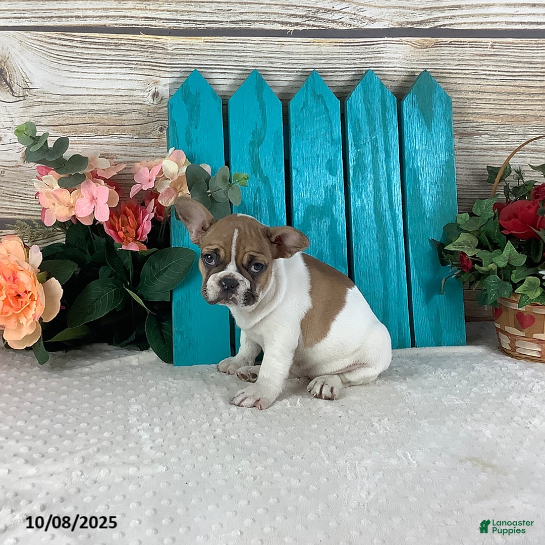 French Bulldog dogs for sale: Cinnamon - Ad 2