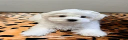 Maltese dogs for sale: Joy - Ad 4