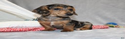 Miniature Dachshund dogs for sale: Bruno - Ad 1