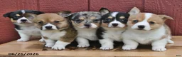 Welsh Corgi Pembroke dogs for sale: Jasmine - Ad 5