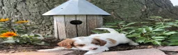 Cavapoo dogs for sale: Casper  - Ad 15