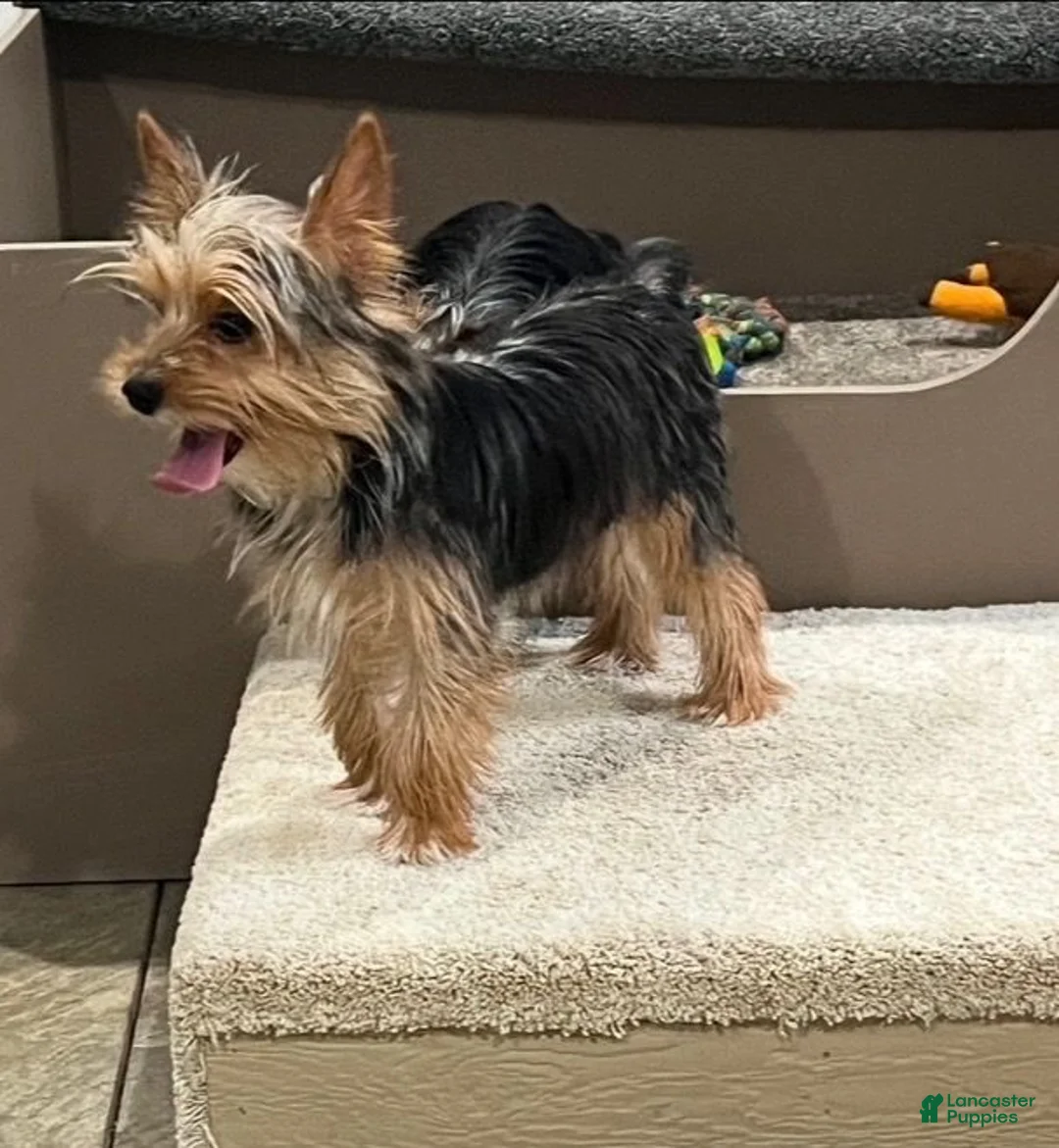 Yorkiepoo dogs for sale: Milo - Ad 6
