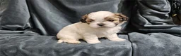 Shih Tzu dogs for sale: Shih Tzu Puppy 1 - Ad 1