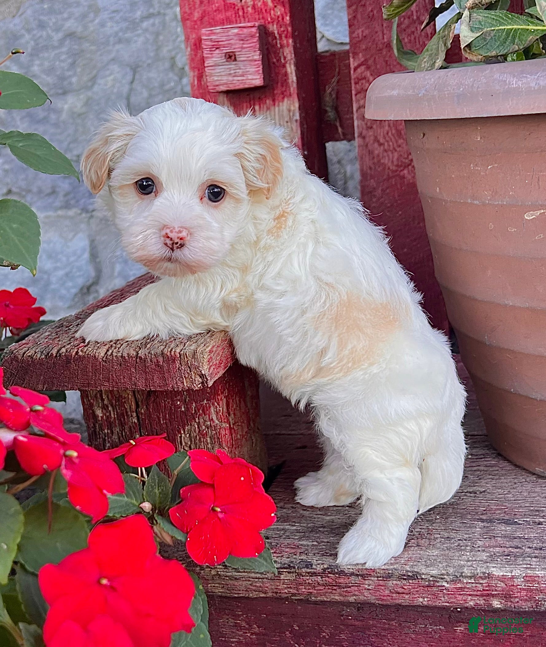 Havanese dogs Dixie - Ad 26