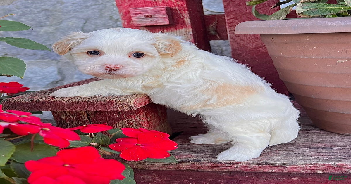 Dixie for sale in Millersburg Lancaster Puppies