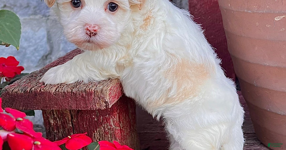 Dixie for sale in Millersburg Lancaster Puppies - Main Image