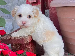 Havanese dogs Dixie - Ad 39