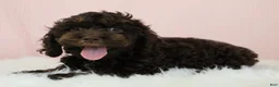 Cockapoo dogs for sale: Caleb 🫧 - Ad 3
