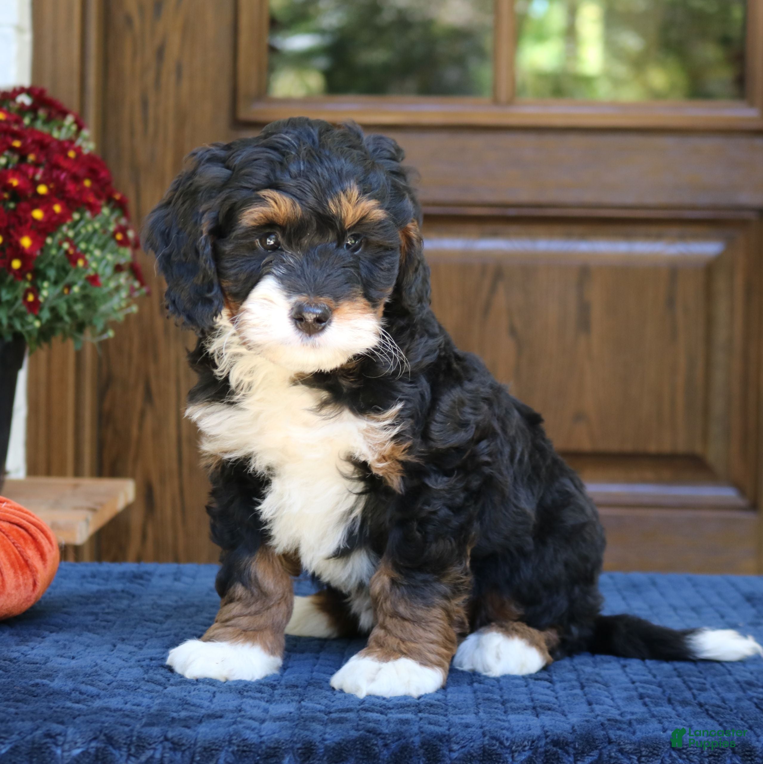 Mini Bernedoodle dogs for sale: Grace  - Ad 2
