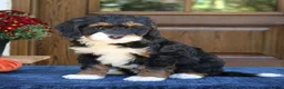 Mini Bernedoodle dogs for sale: Grace  - Ad 2