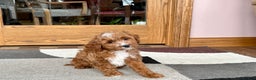 Cavapoo dogs for sale: Cavapoo F1b Male Puppy 1 - Ad 9