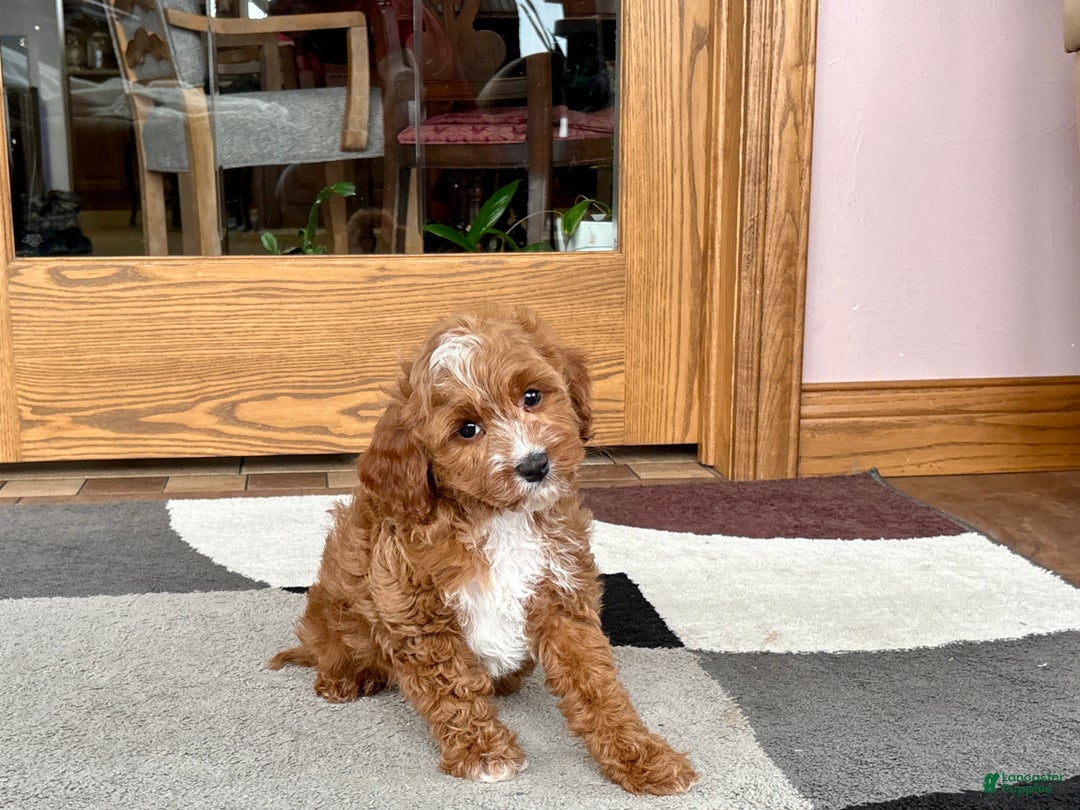 Cavapoo dogs for sale: Cavapoo F1b Male Puppy 1 - Ad 9
