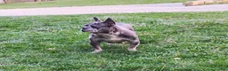 French Bulldog dogs for sale: Comet - Ad 5