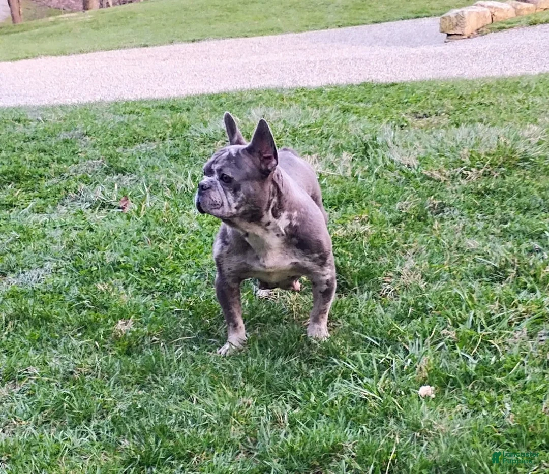 French Bulldog dogs for sale: Comet - Ad 5