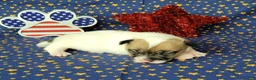 Jack Russell Terrier dogs for sale: CKC "Pogo" Delivery Available  - Ad 5