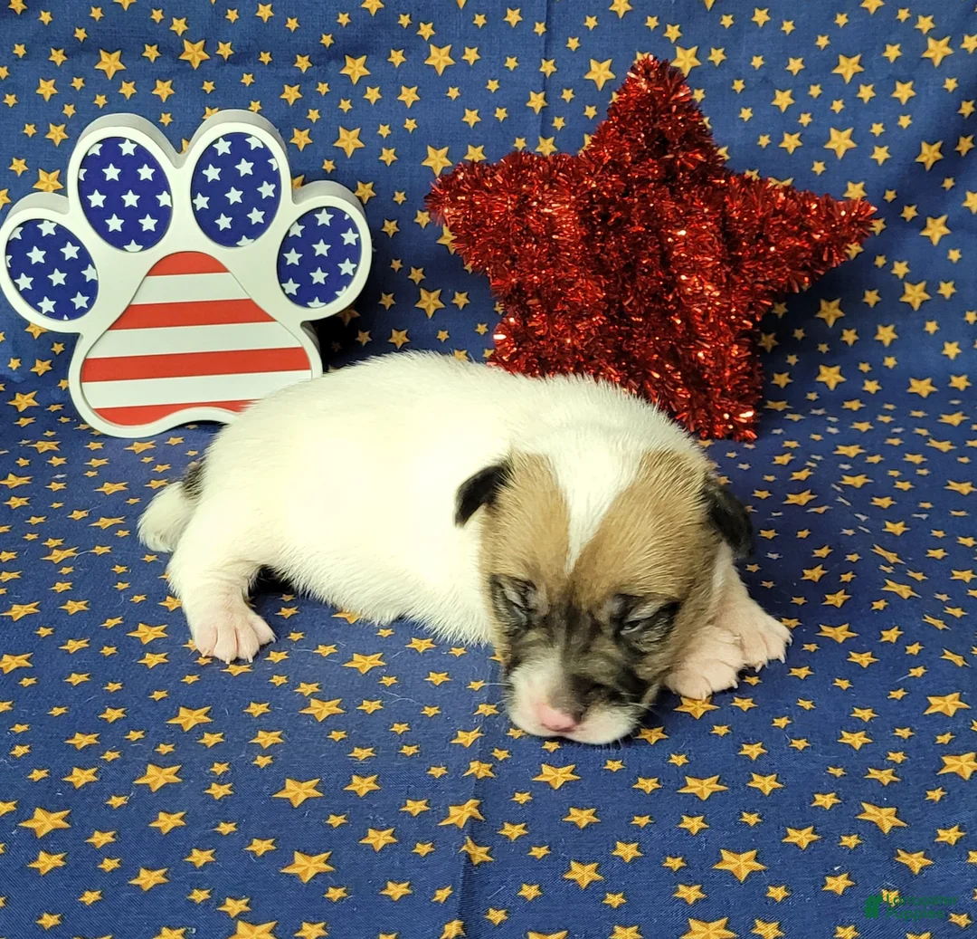 Jack Russell Terrier dogs for sale: CKC "Pogo" Delivery Available  - Ad 5