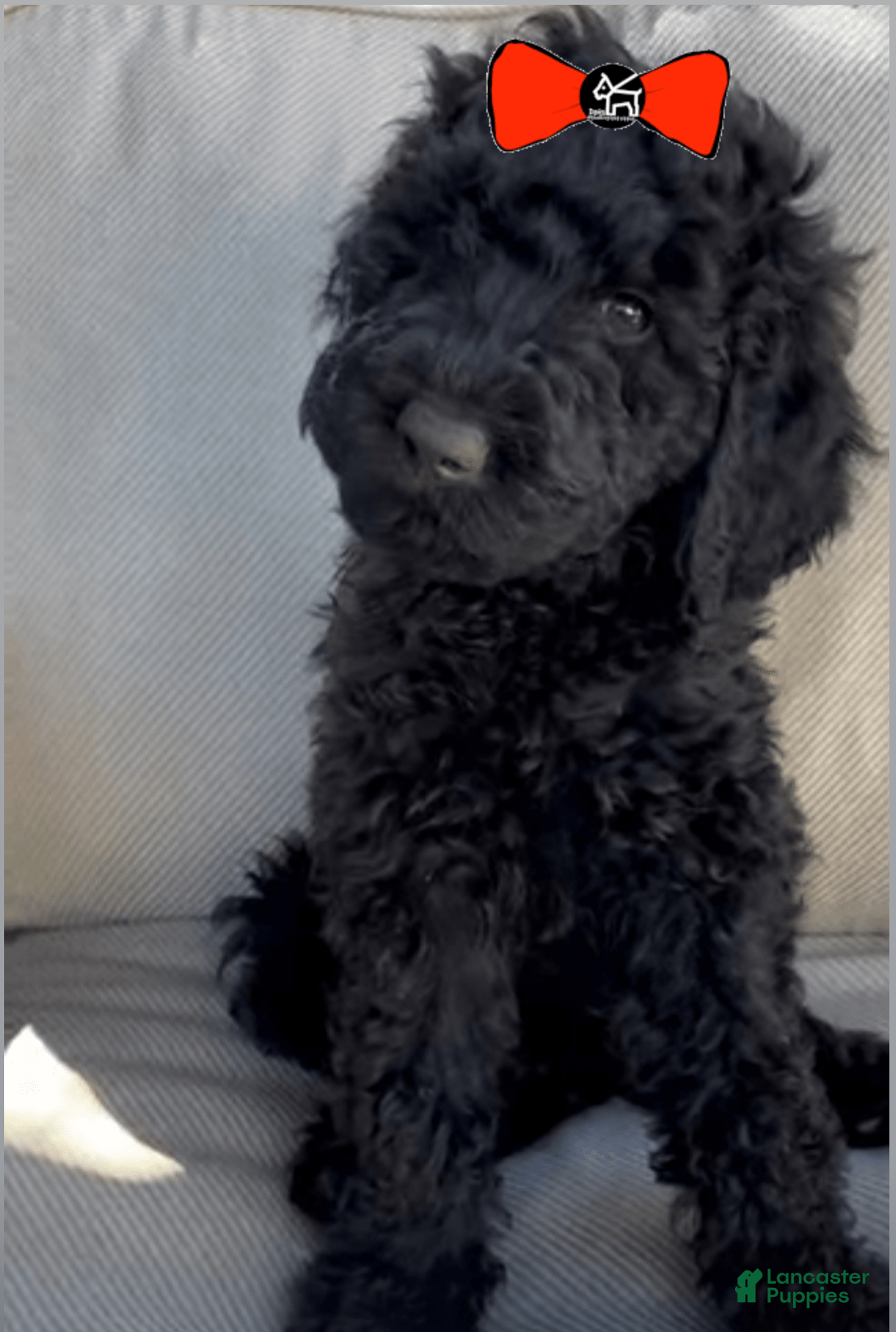 Full Grown Mini Labradoodle Black Miniature Labradoodle Black Lab