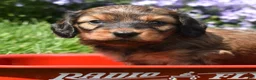Miniature Dachshund dogs for sale: Rusty - Ad 4