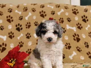 Toy Poodle dogs Patches - Ad 34