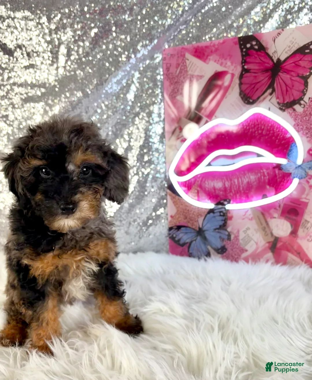 Mixed Breed dogs for sale: Solo - Ad 5