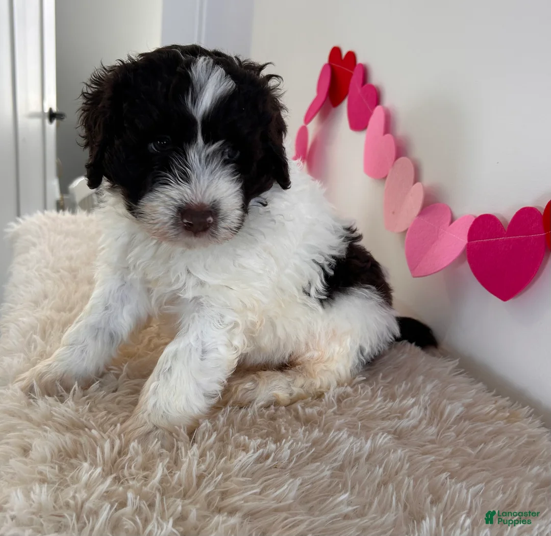 Portuguese Water Dog dogs for sale: Blaze - Ad 2