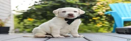 Labrador Retriever dogs for sale: Julep - Ad 3