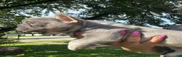 French Bulldog dogs for sale: French Bulldog 1 - Ad 2