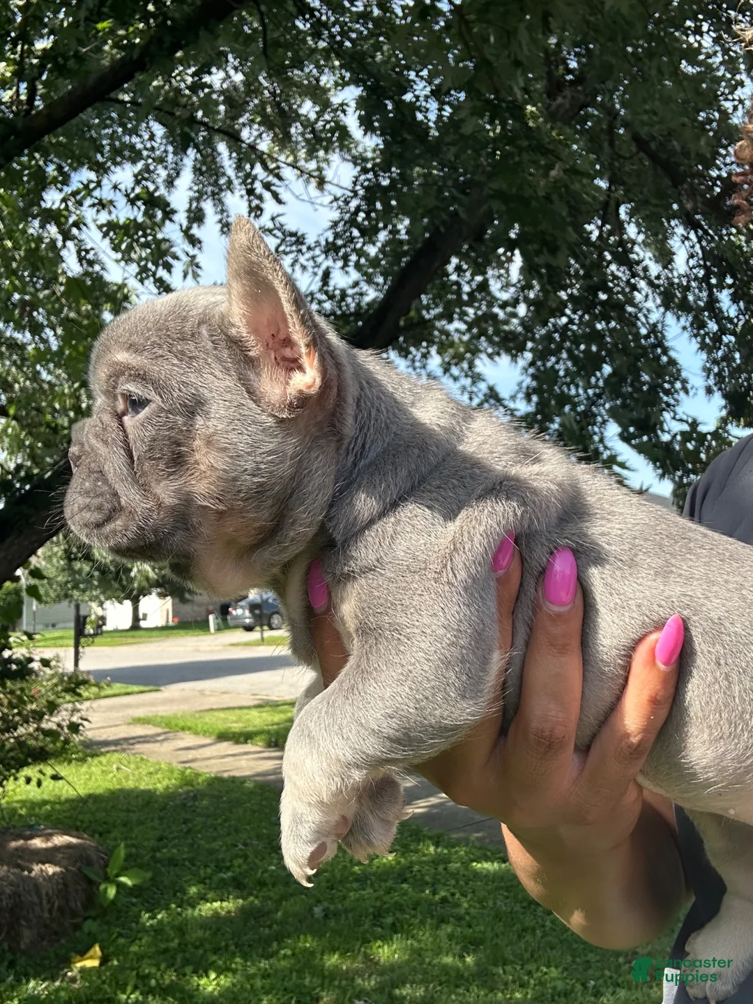 French Bulldog dogs for sale: French Bulldog 1 - Ad 2
