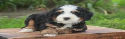 Mini Bernedoodle dogs for sale: Mooney Mini Bernedoodle  - Ad 12