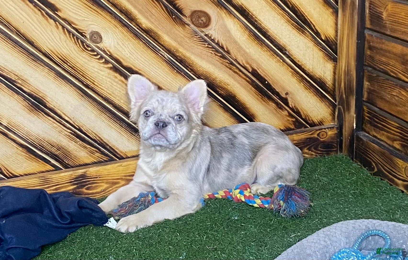 French Bulldog dogs Max - Ad 21