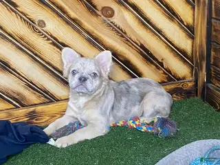 French Bulldog dogs Max - Ad 5