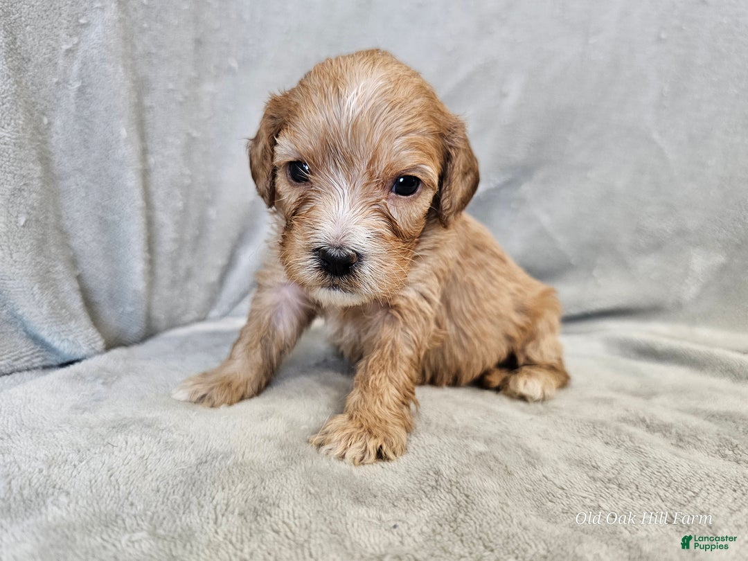 Cavapoo dogs for sale: Ziti - Ad 7