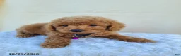 Miniature Poodle dogs for sale: Gary - Ad 5
