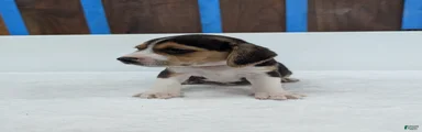 Rex