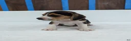 Beagle dogs for sale: Rex - Ad 1