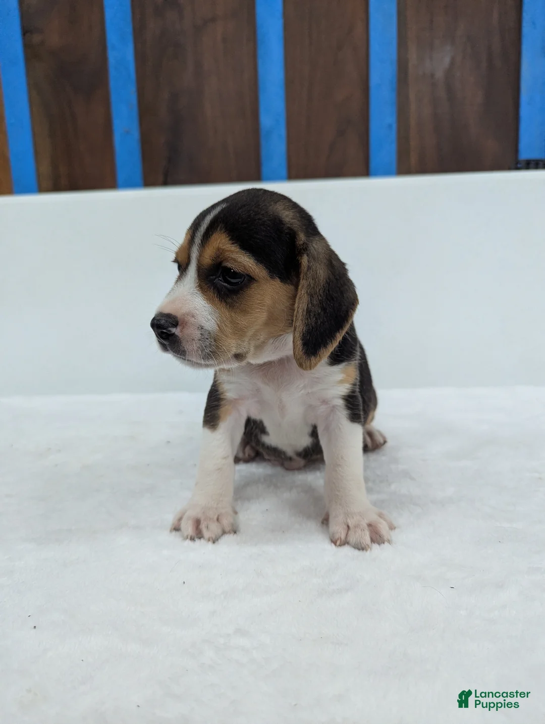 Beagle dogs for sale: Rex - Ad 1