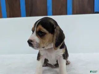 Beagle dogs Rex - Ad 24