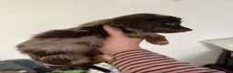 Miniature Dachshund dogs for sale: Miniature Dachshund 1 - Ad 3