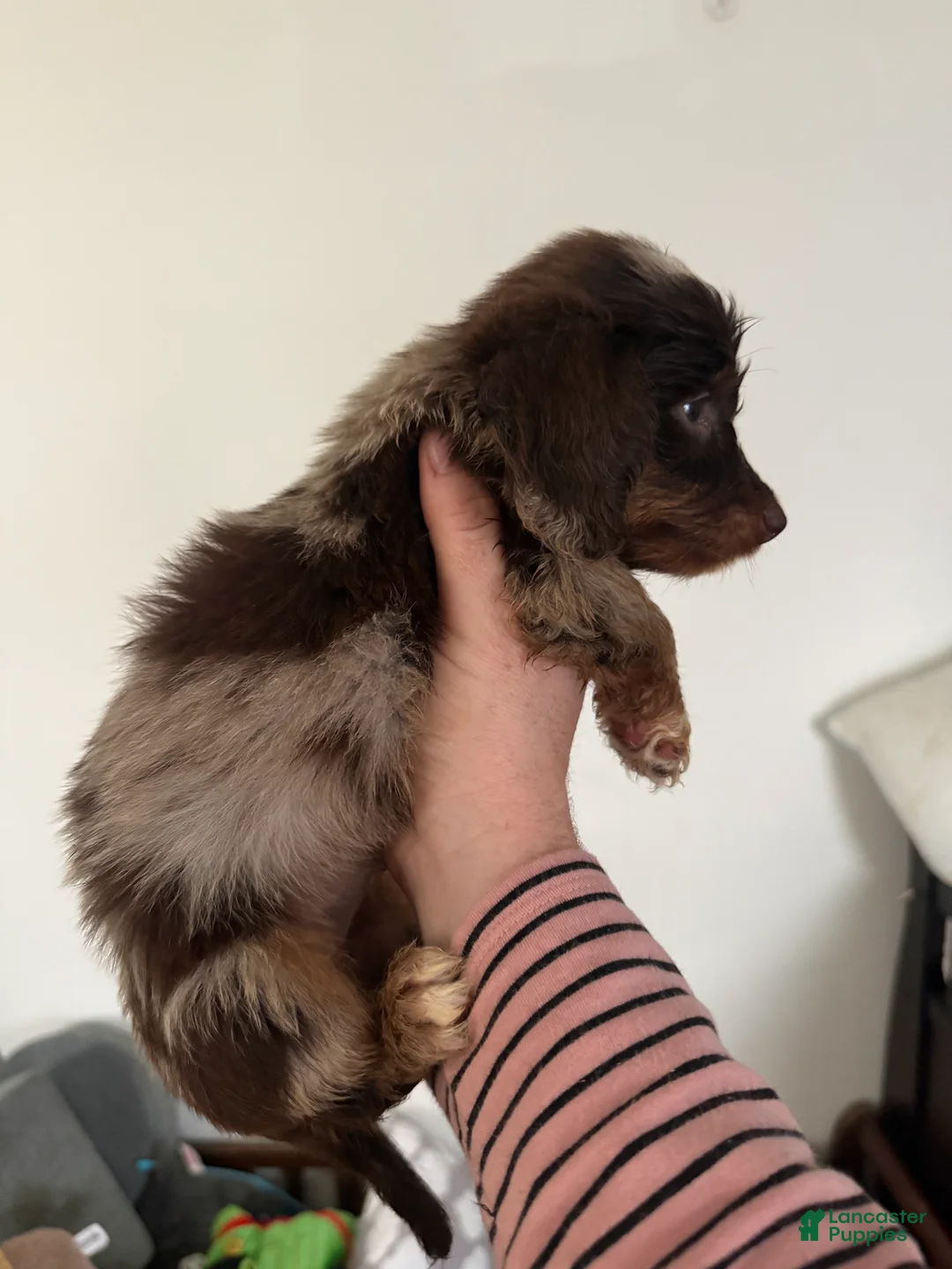 Miniature Dachshund dogs for sale: Miniature Dachshund 1 - Ad 3