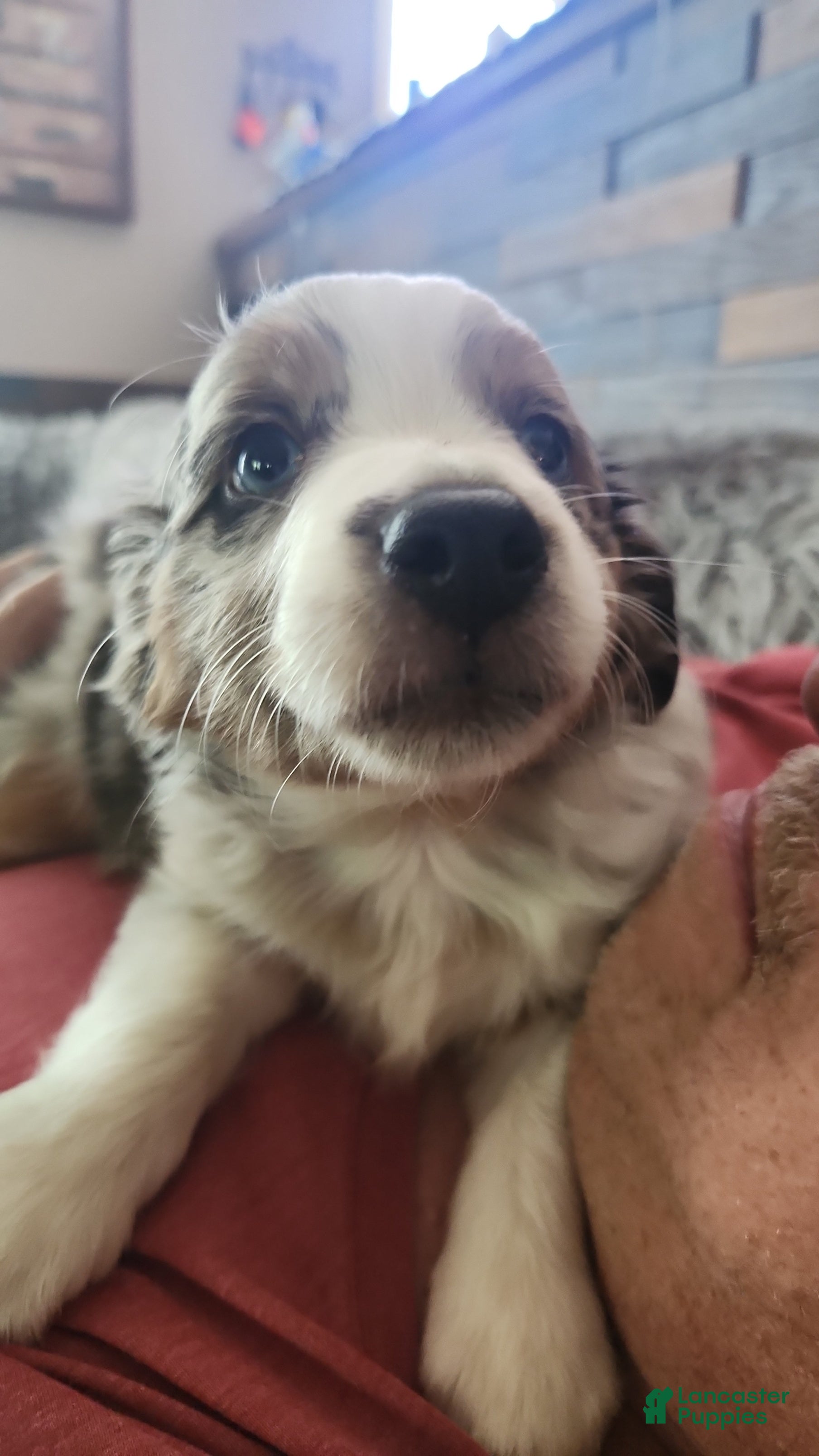 Miniature Australian Shepherd dogs Miniature Australian Shepherd Puppy 2 - Ad 19