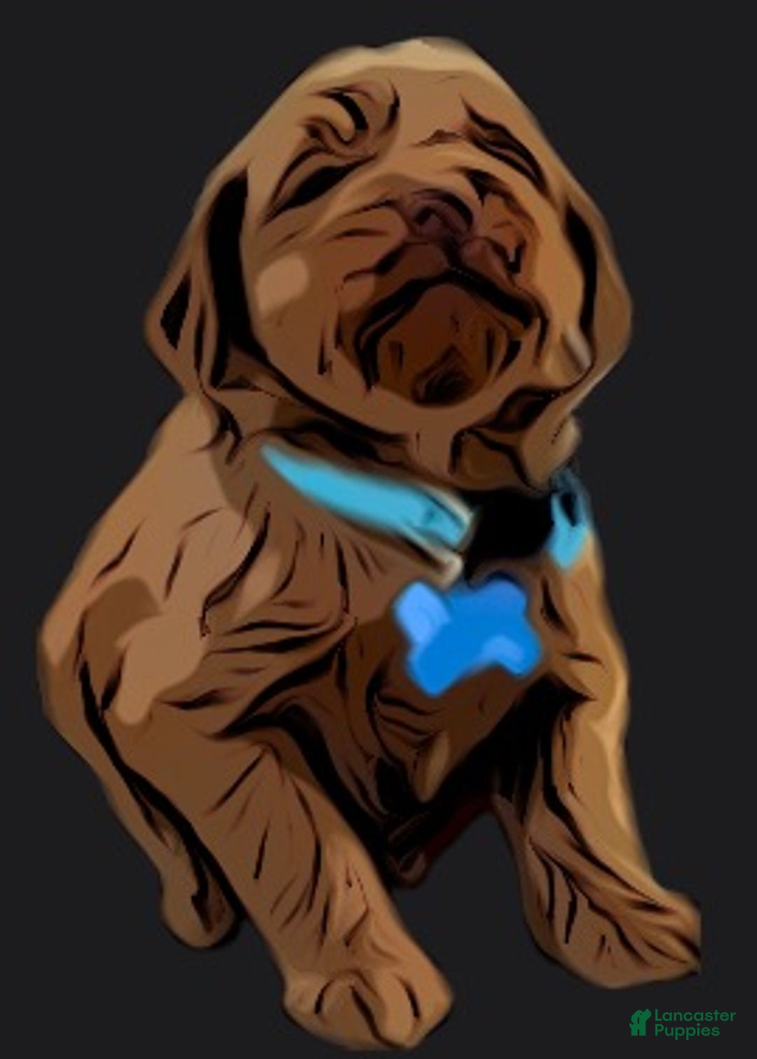 Labradoodle dogs for sale: Labradoodle Puppy 1 - Ad 23