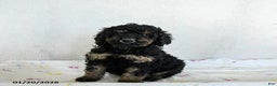 Standard Poodle dogs for sale: Marshmallow - Ad 3
